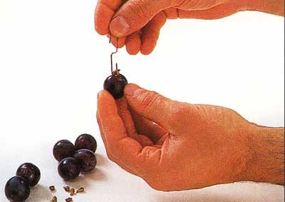 How-to-Deseed-Grapes
