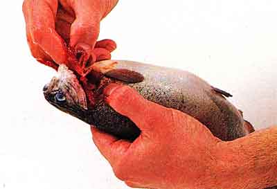 How to Clean a Whole Fish Through the Gills-step by step