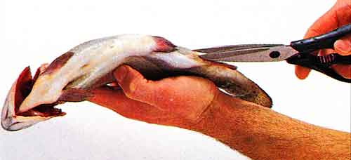 How-to-Clean-a-Whole-Fish-Through-the-Gills-tips-step-by-step-with-photo