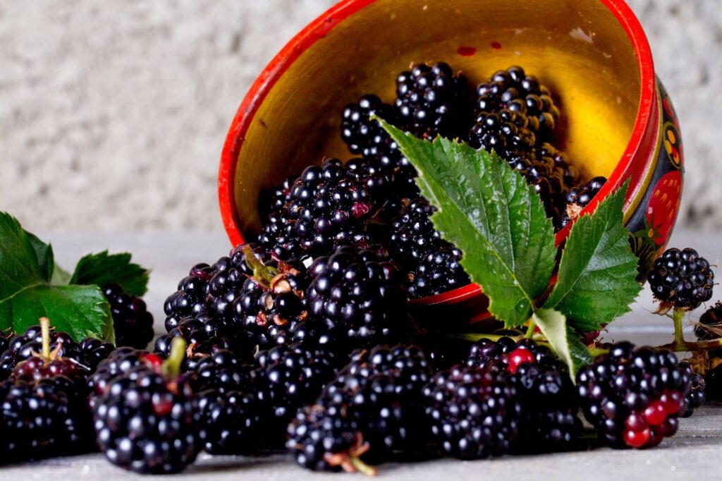 How To Choose How To Store How To Use Blackberries Recipes With   Fresh Blackberries Recipematic 1024x682 