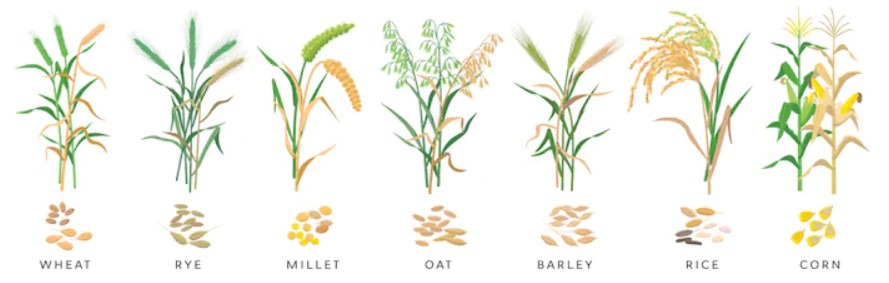 Cereal grass - wheat, rye, millet, oat, barley, rice, corn